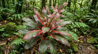 Hawaiian Ti Plant