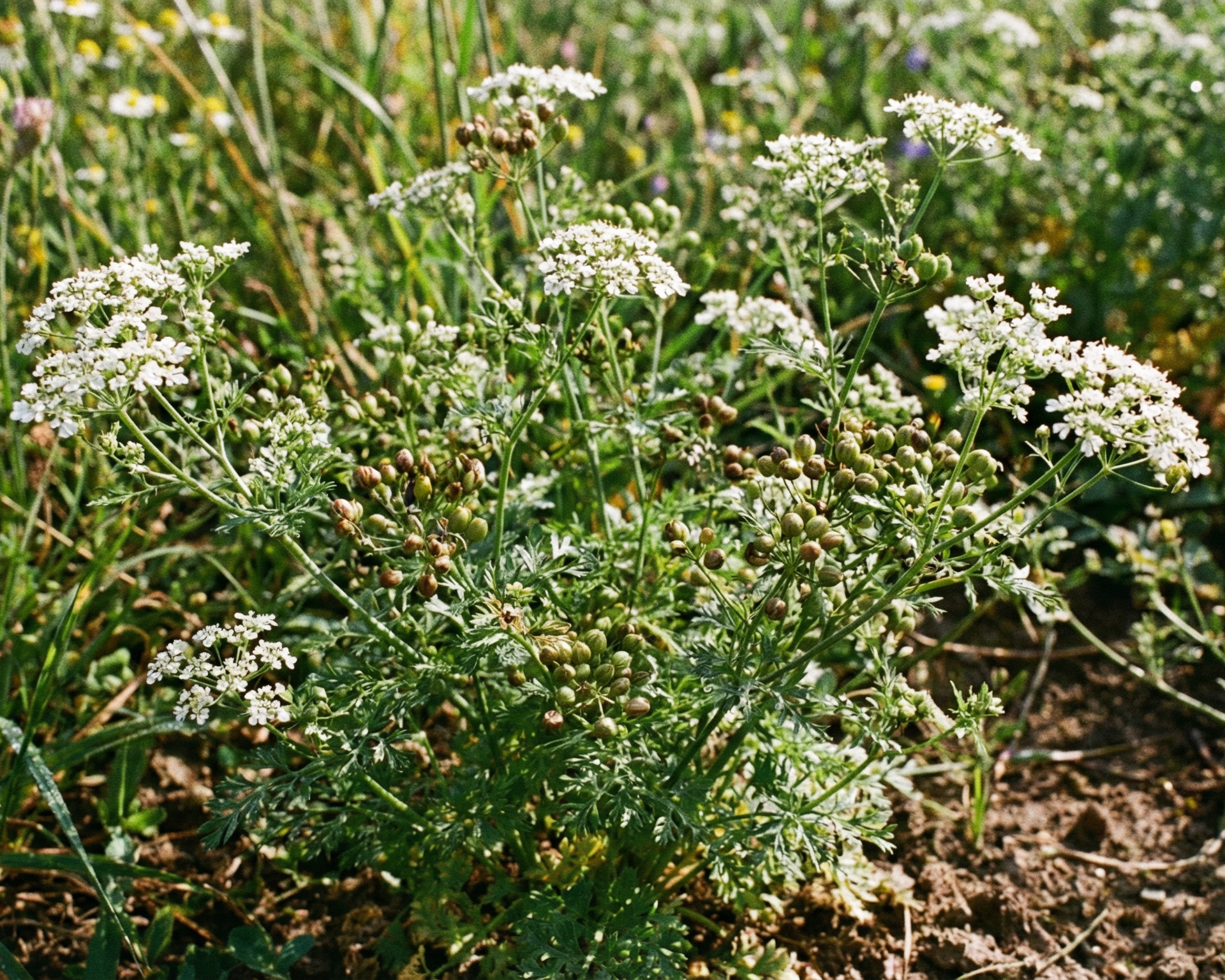 Coriander (cilantro)