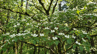 Dogwood