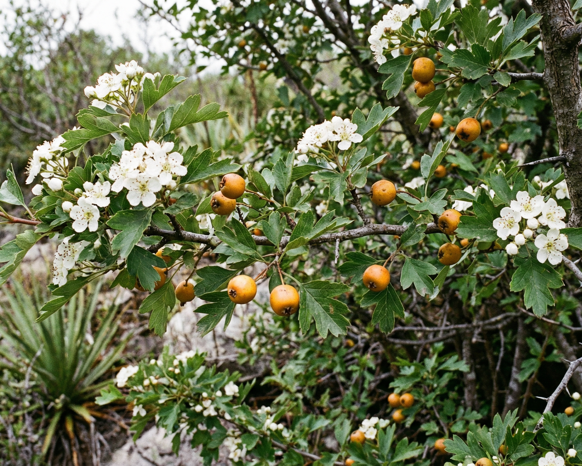 Hawthorn
