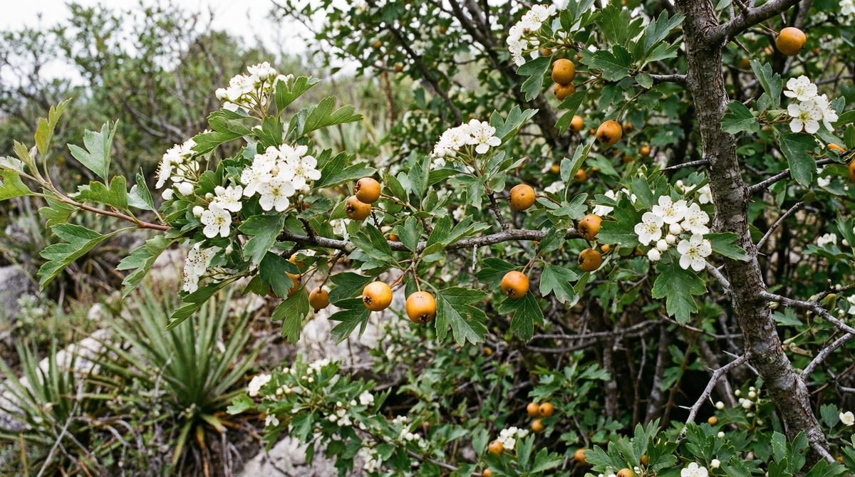 Hawthorn