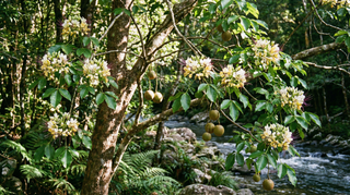 Sacred Garlic Pear