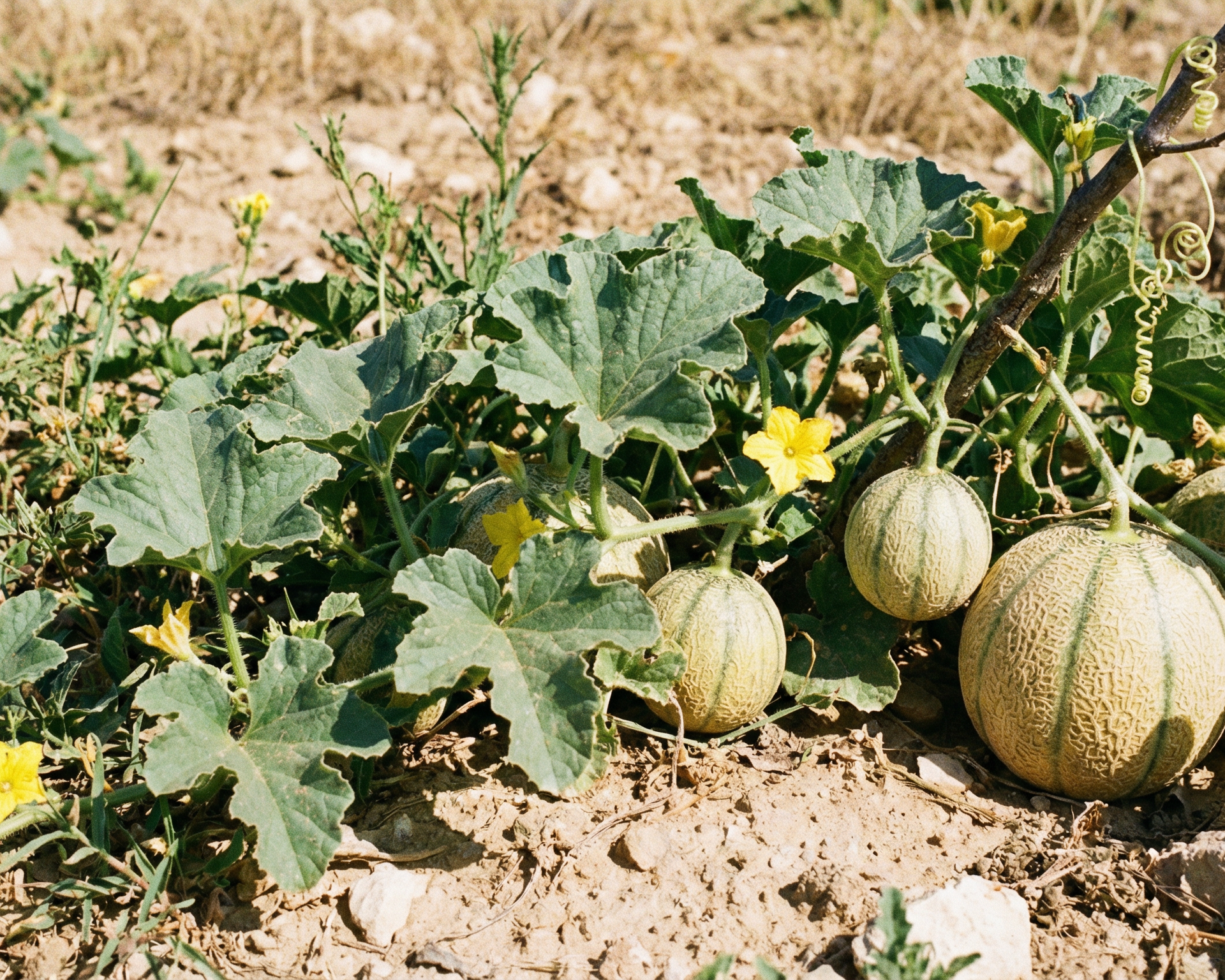Cucumber