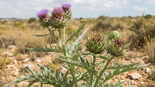 Artichoke
