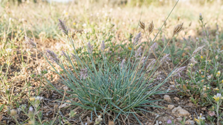 Bermuda Grass