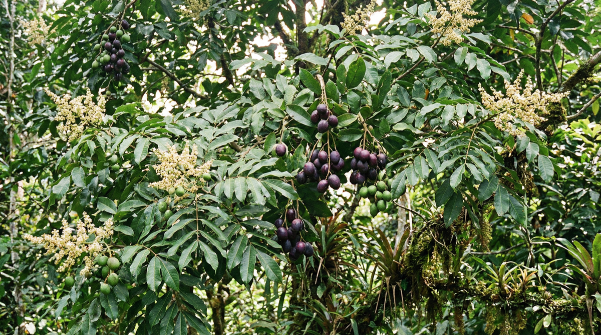 African Pear
