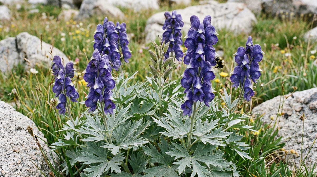 Larkspur