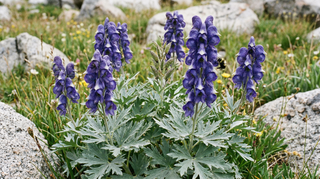 Larkspur