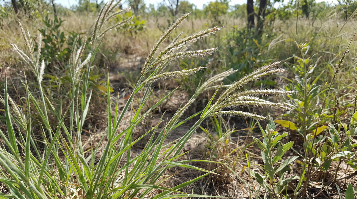 Crabgrass