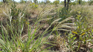 Crabgrass