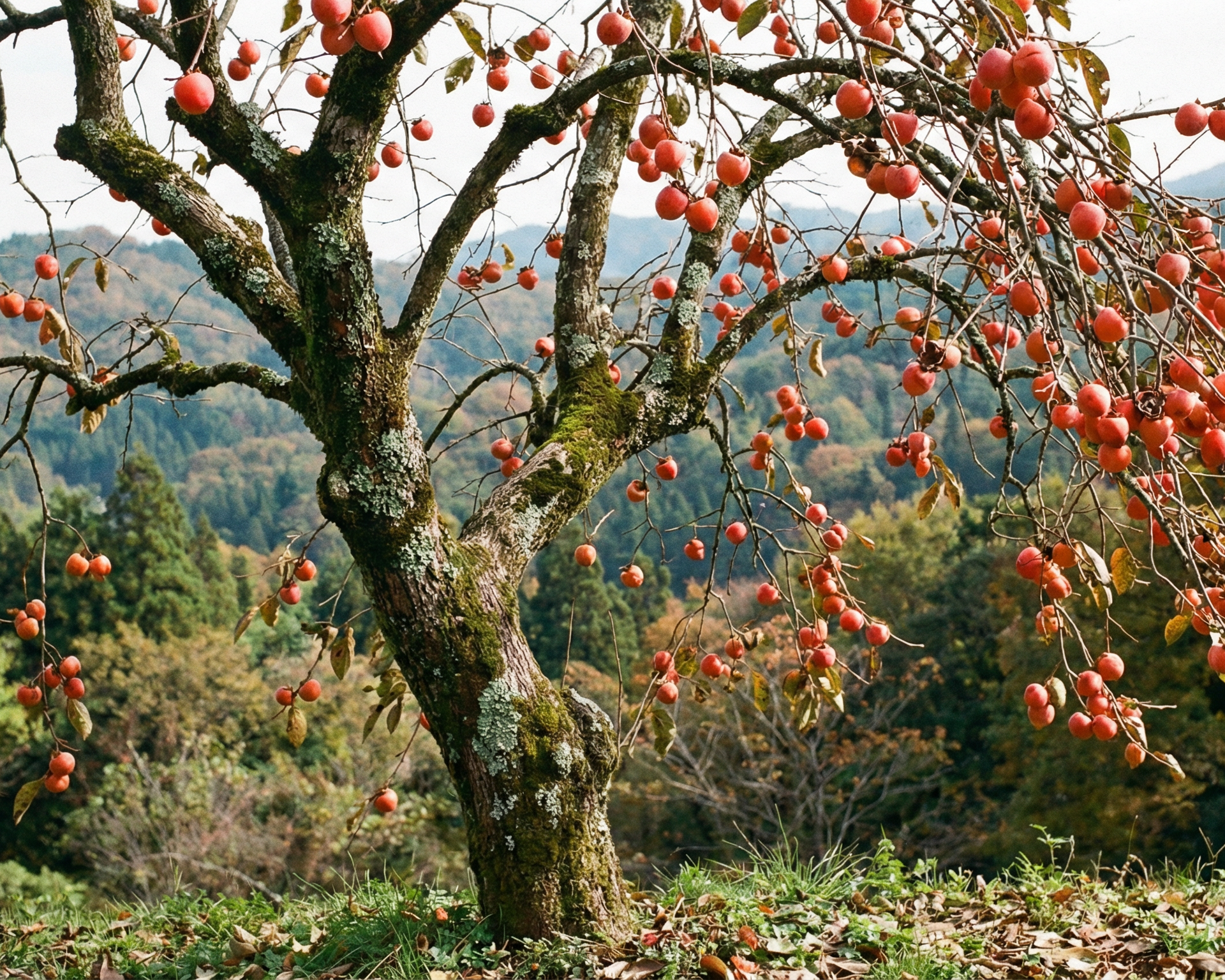 Japanese Persimmon