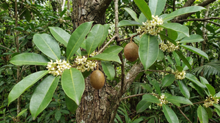 Indian Butter Tree