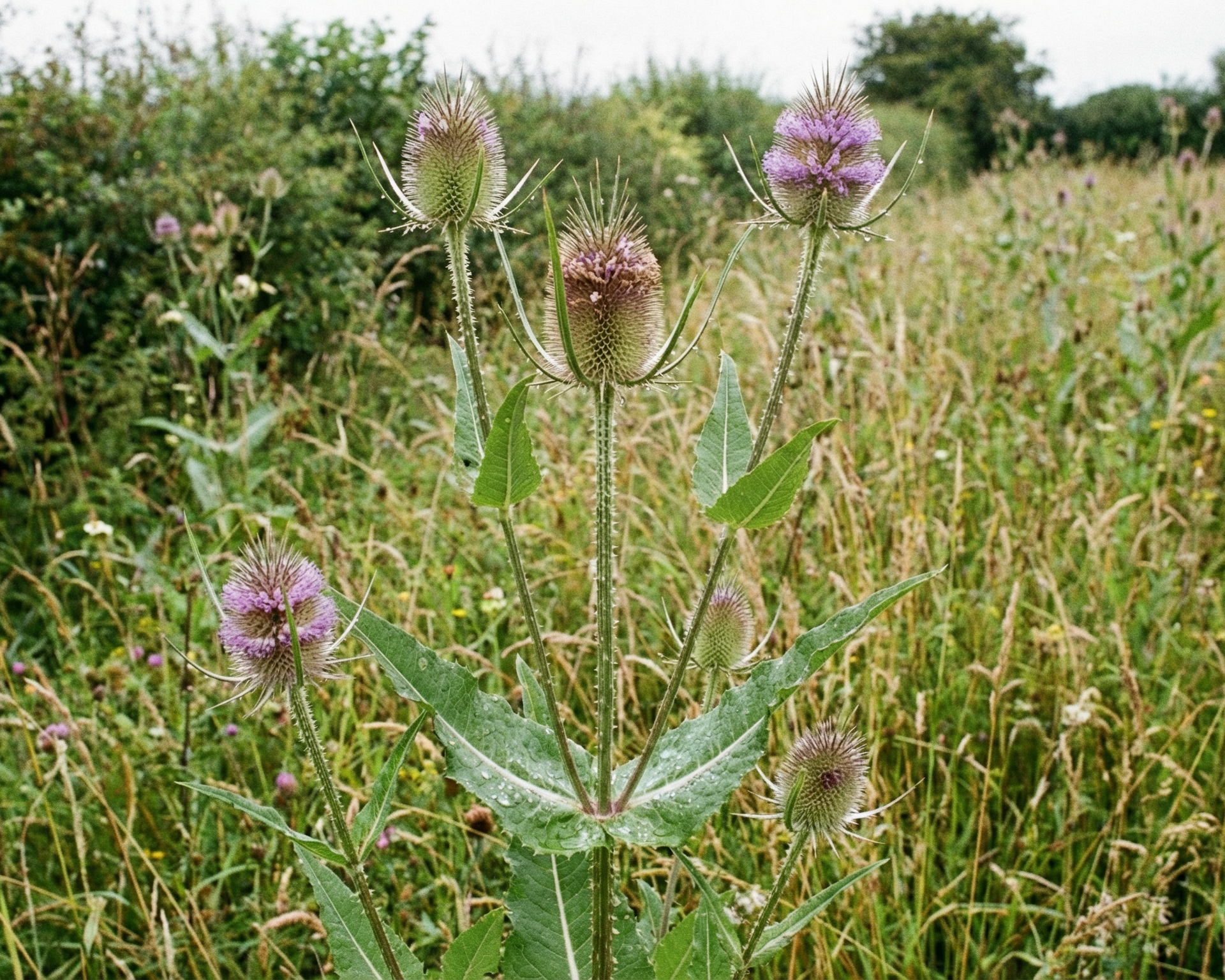 Teasel