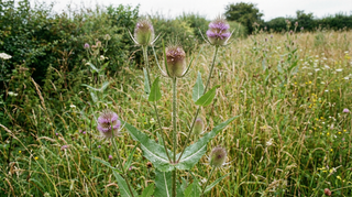 Teasel