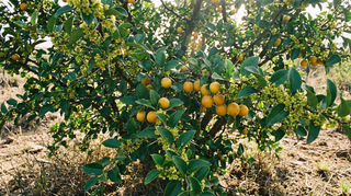 Kei Apple