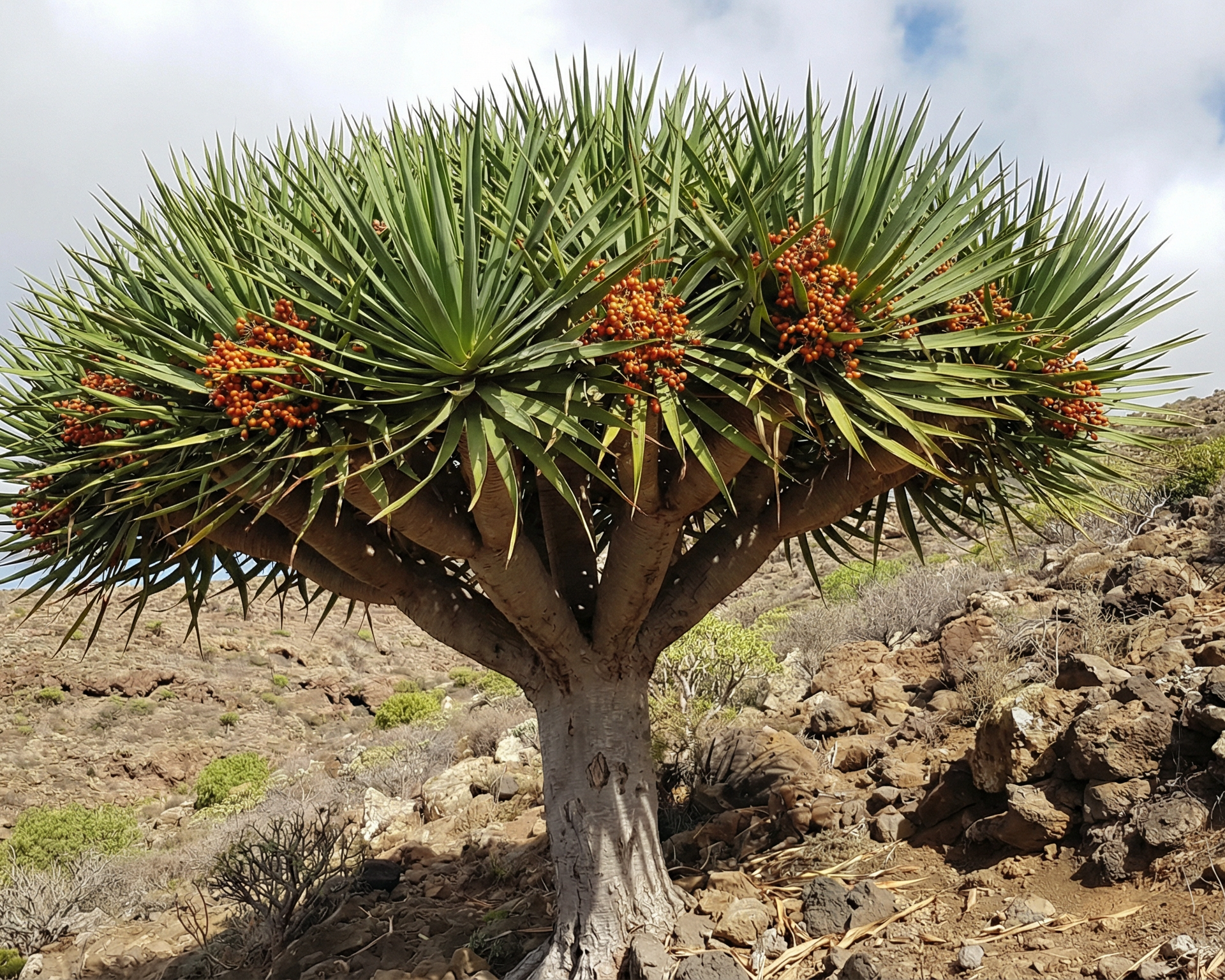 Dracaena
