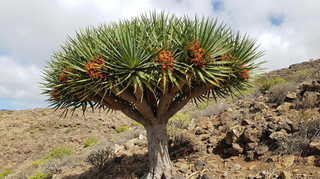 Dracaena