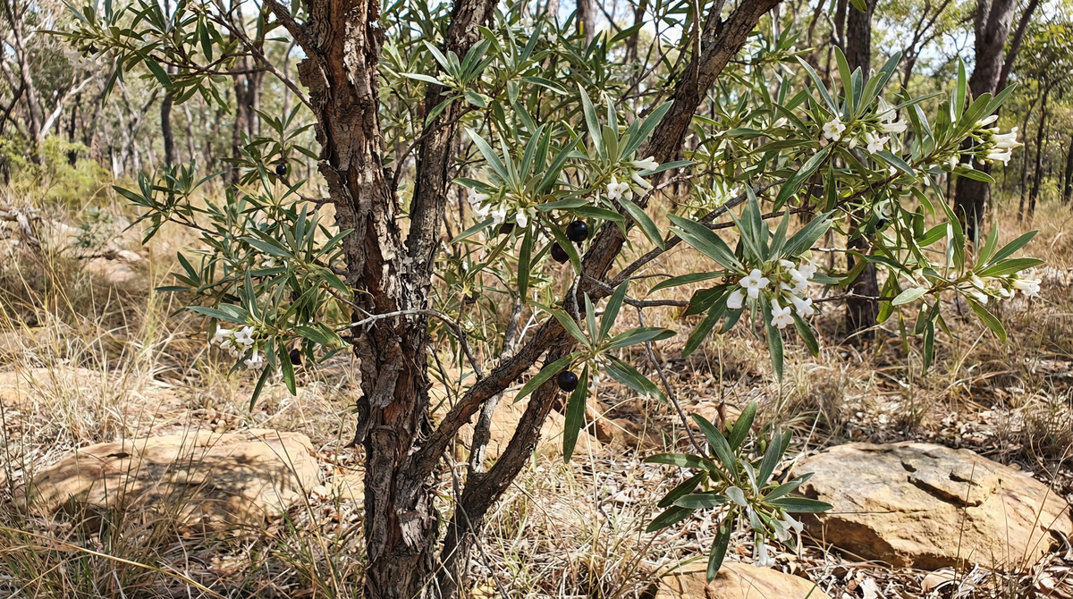 Corkwood Tree