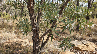 Corkwood Tree