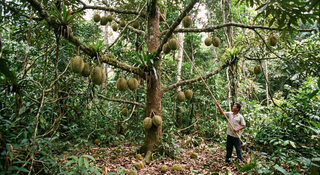 Durian