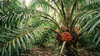Oil Palm