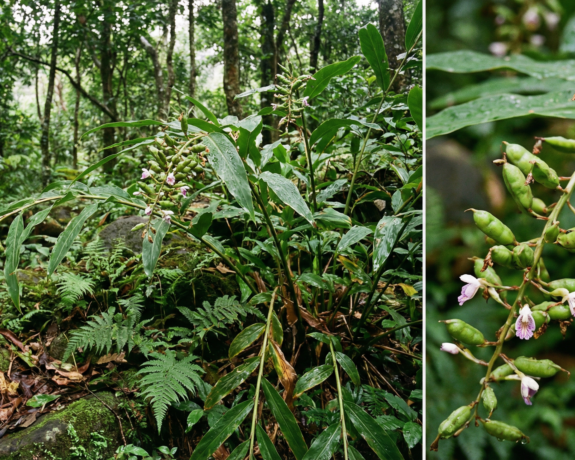 Green cardamom