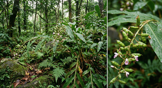 Cardamom