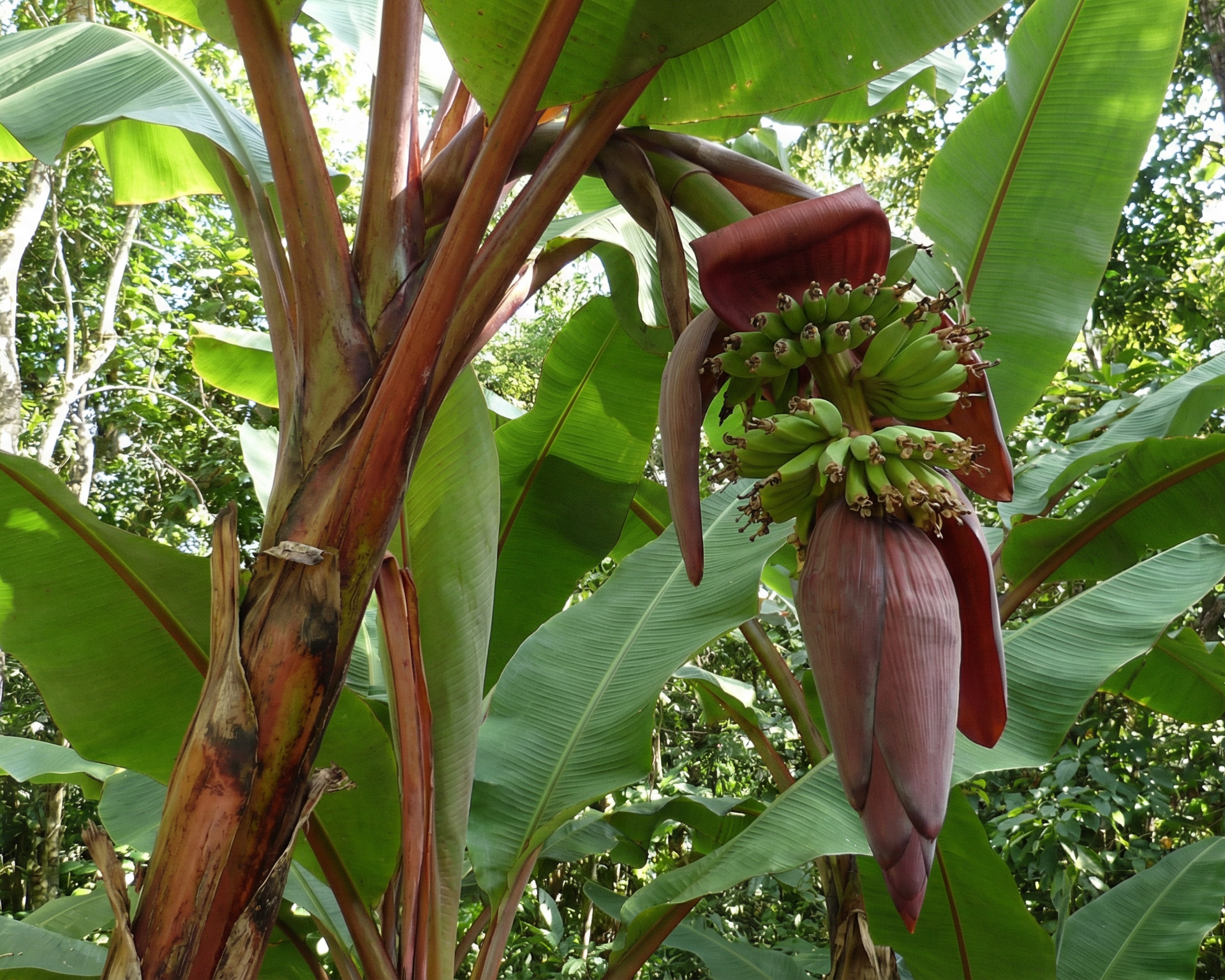 Enset (Ethiopian false banana)