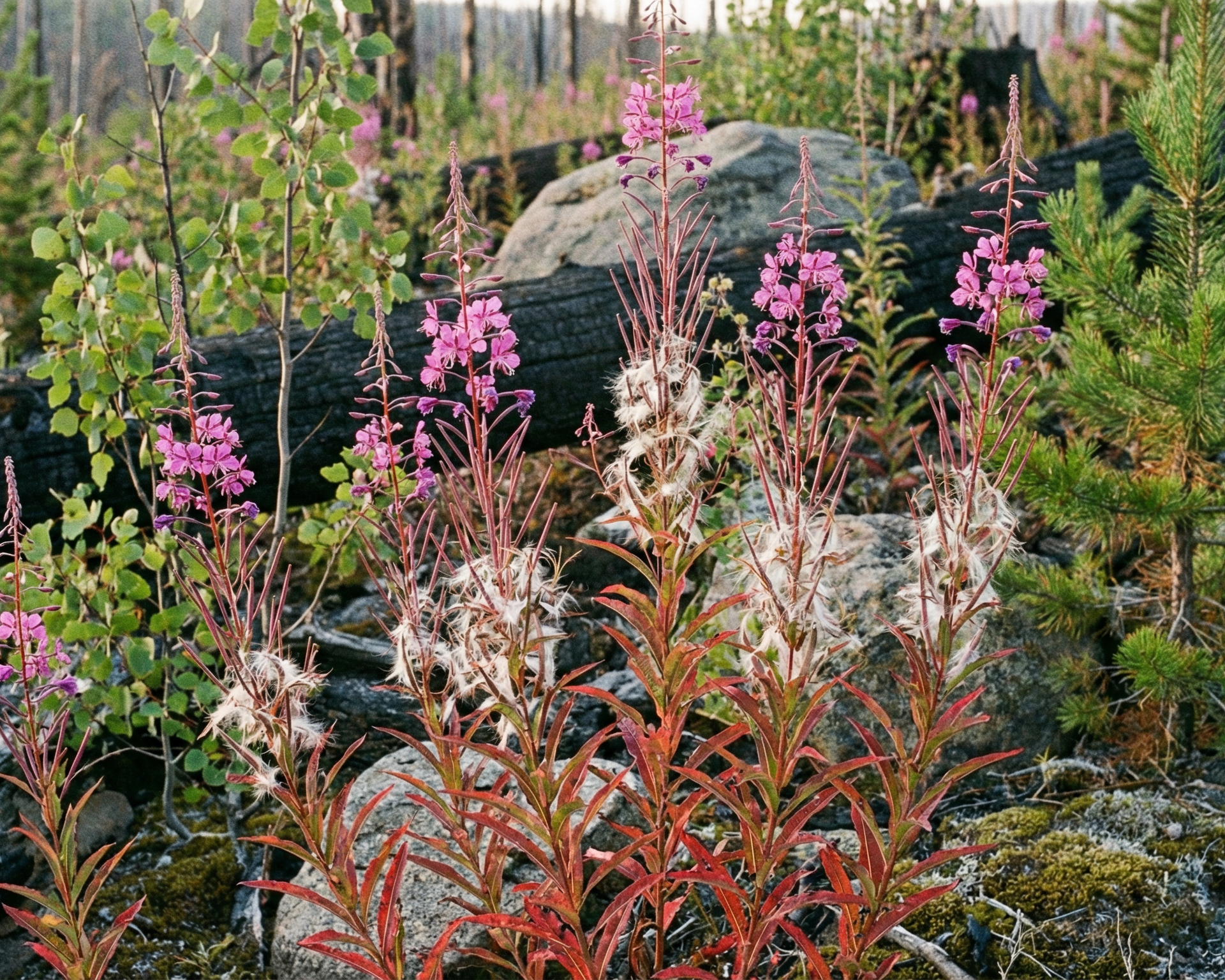 Willowherb