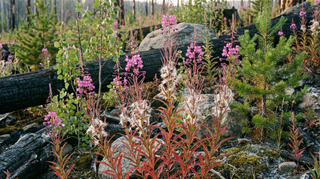 Willowherb