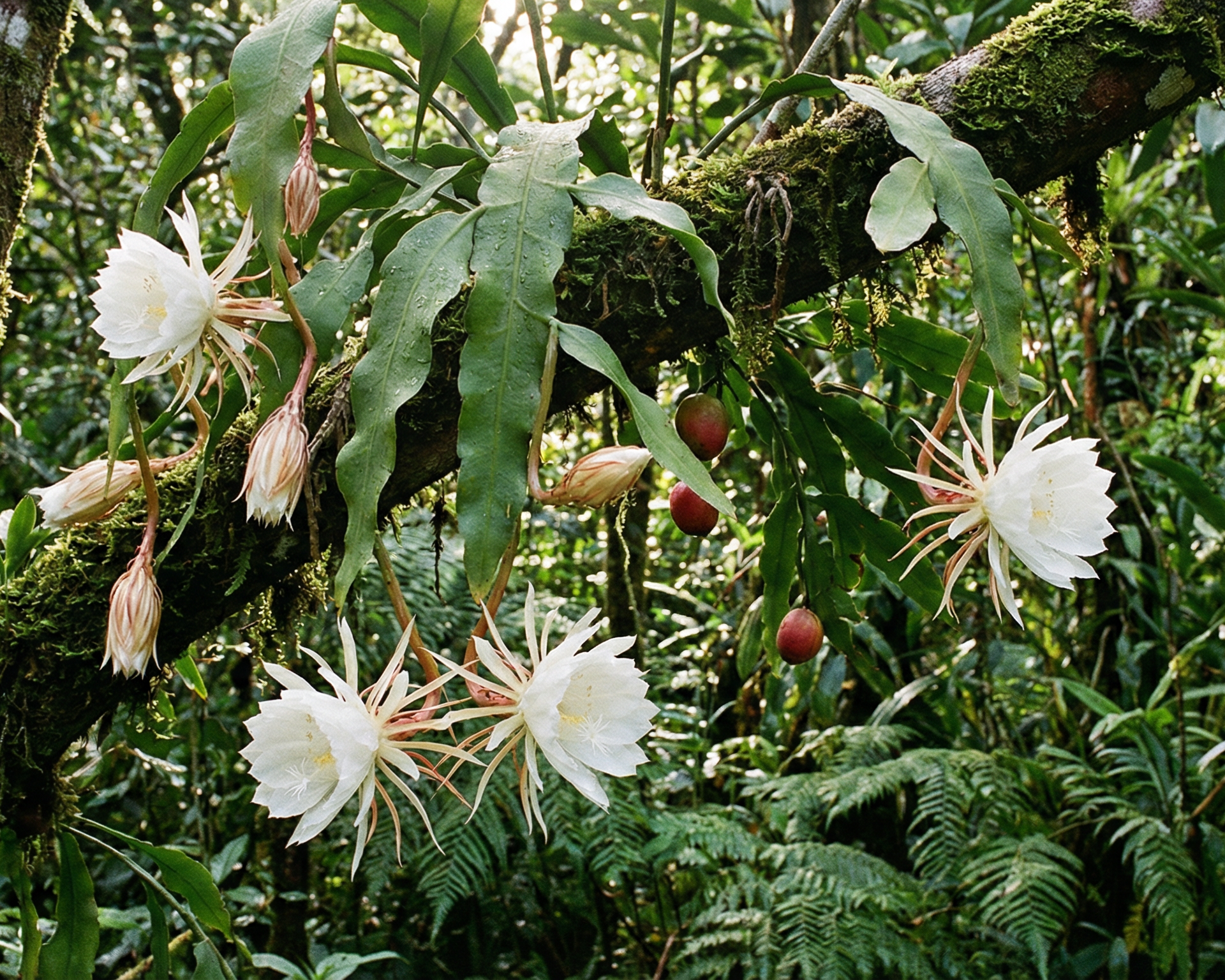 Orchid Cactus