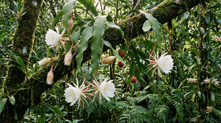 Orchid Cactus