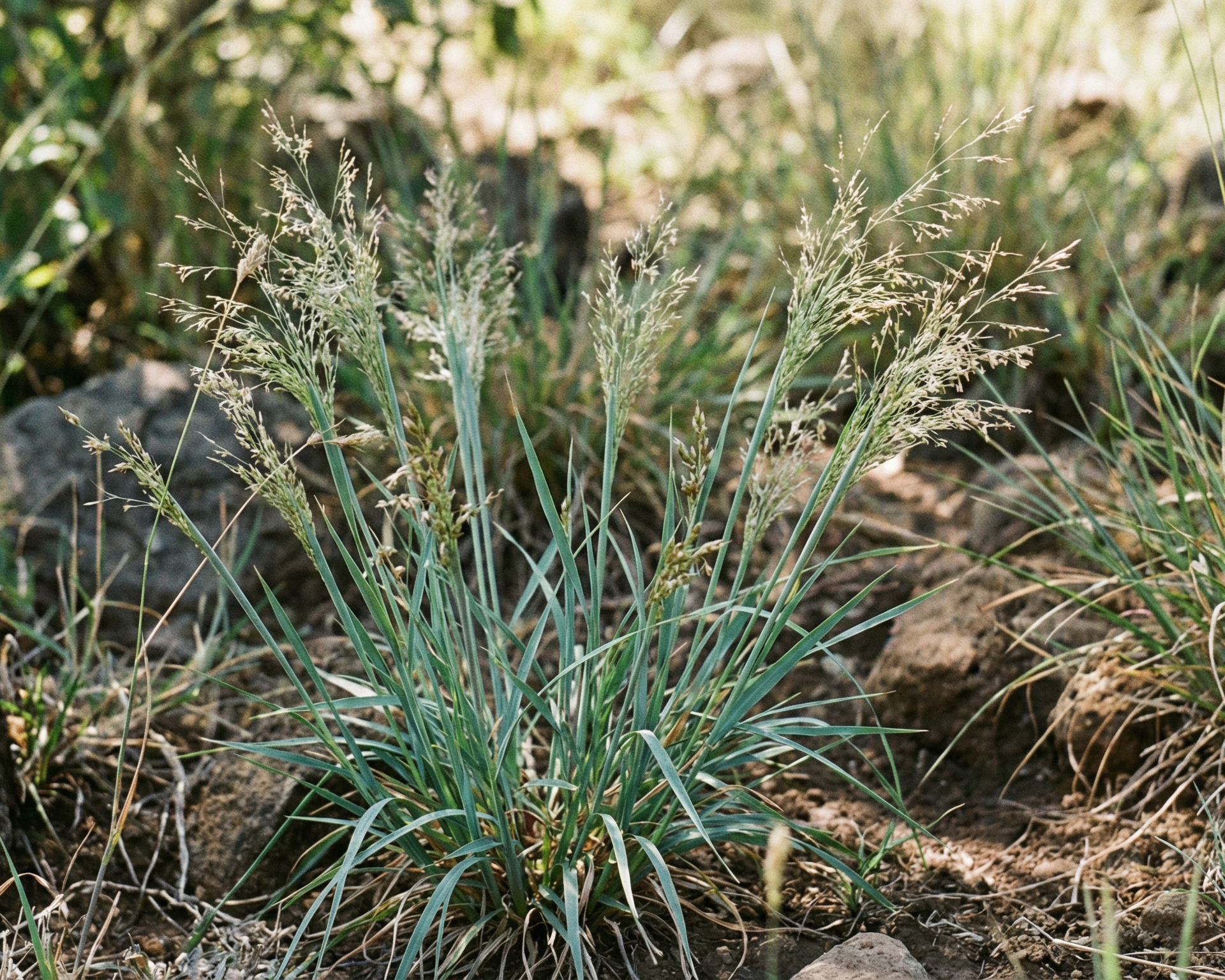 Lovegrass