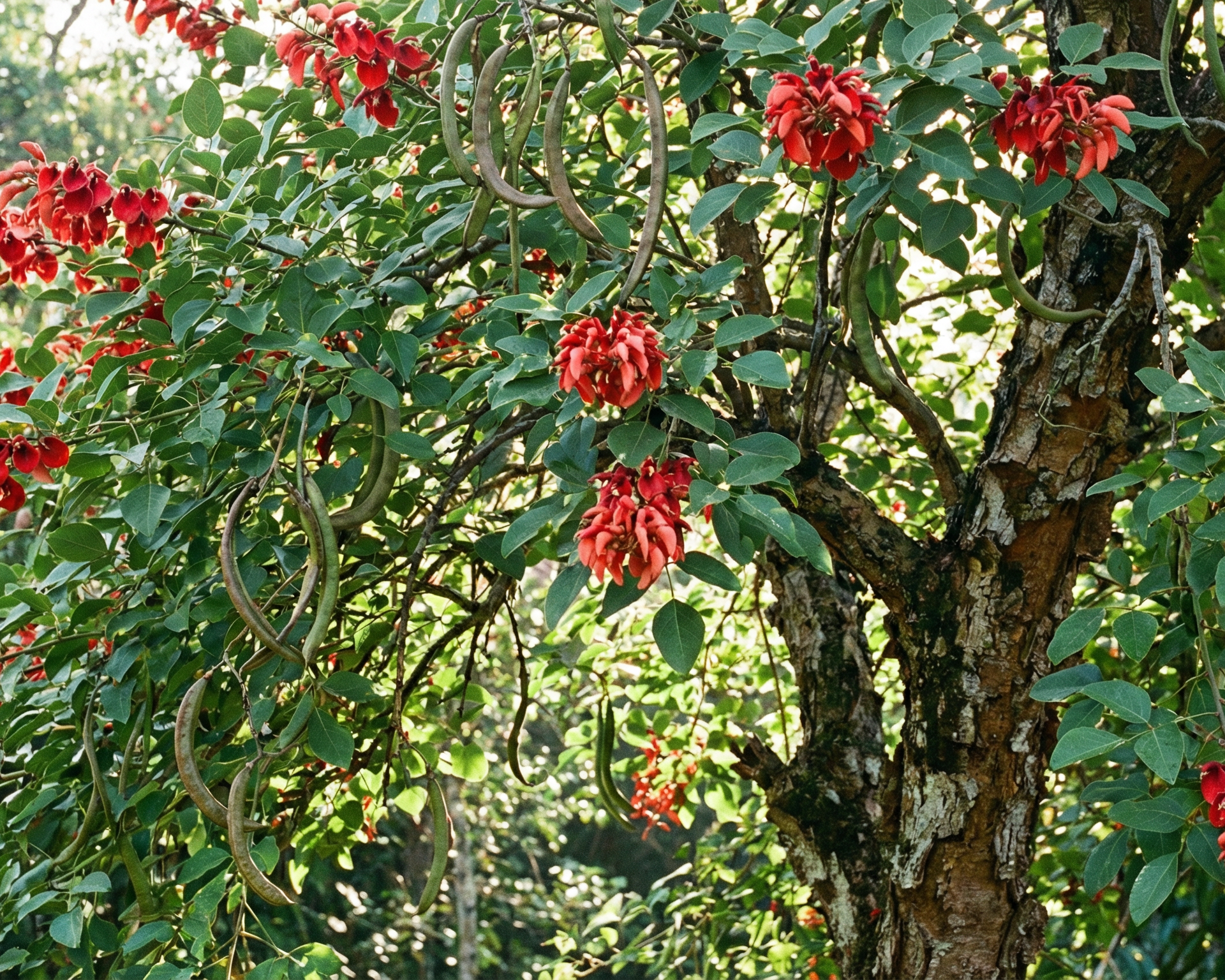 Coral tree