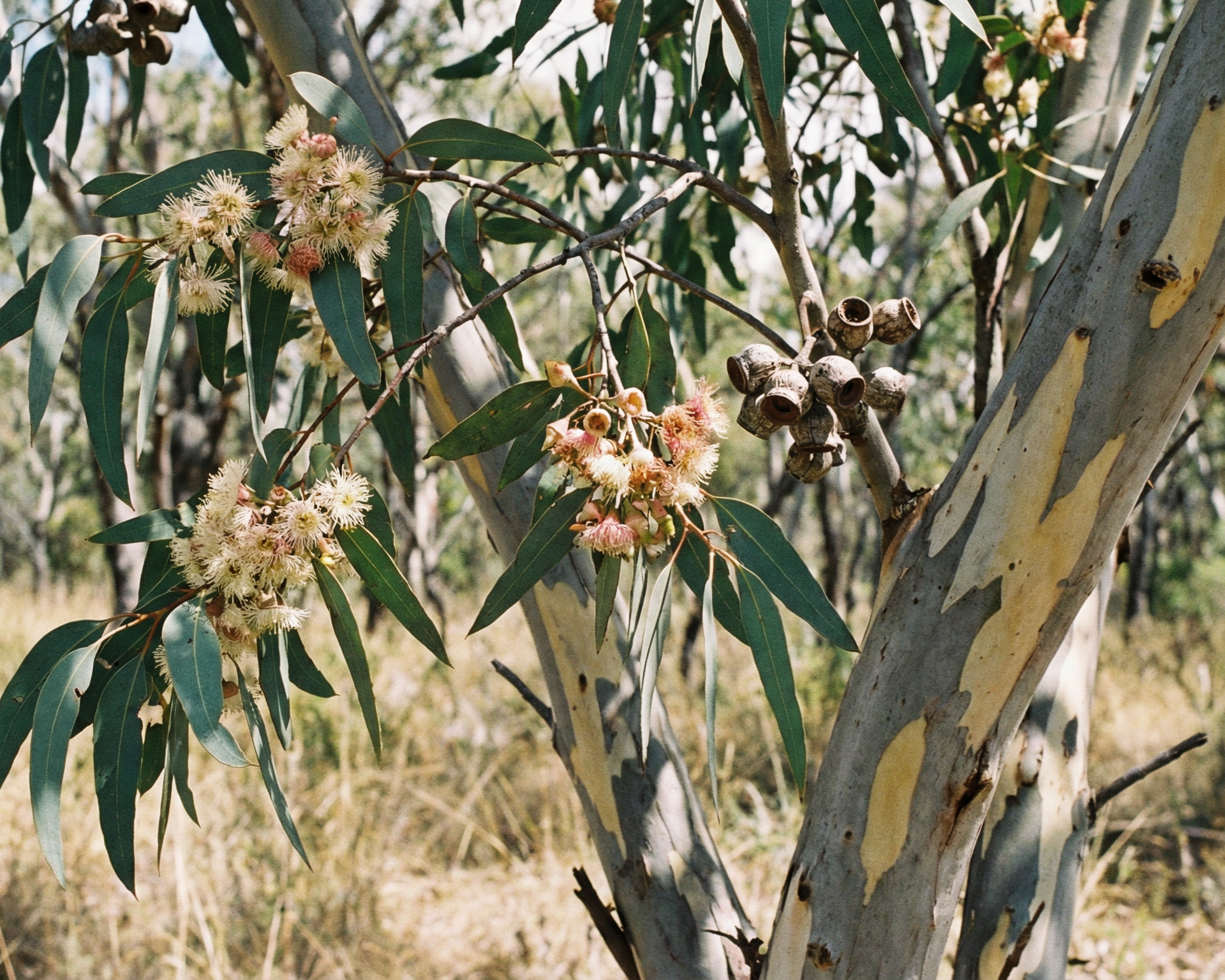 Eucalyptus