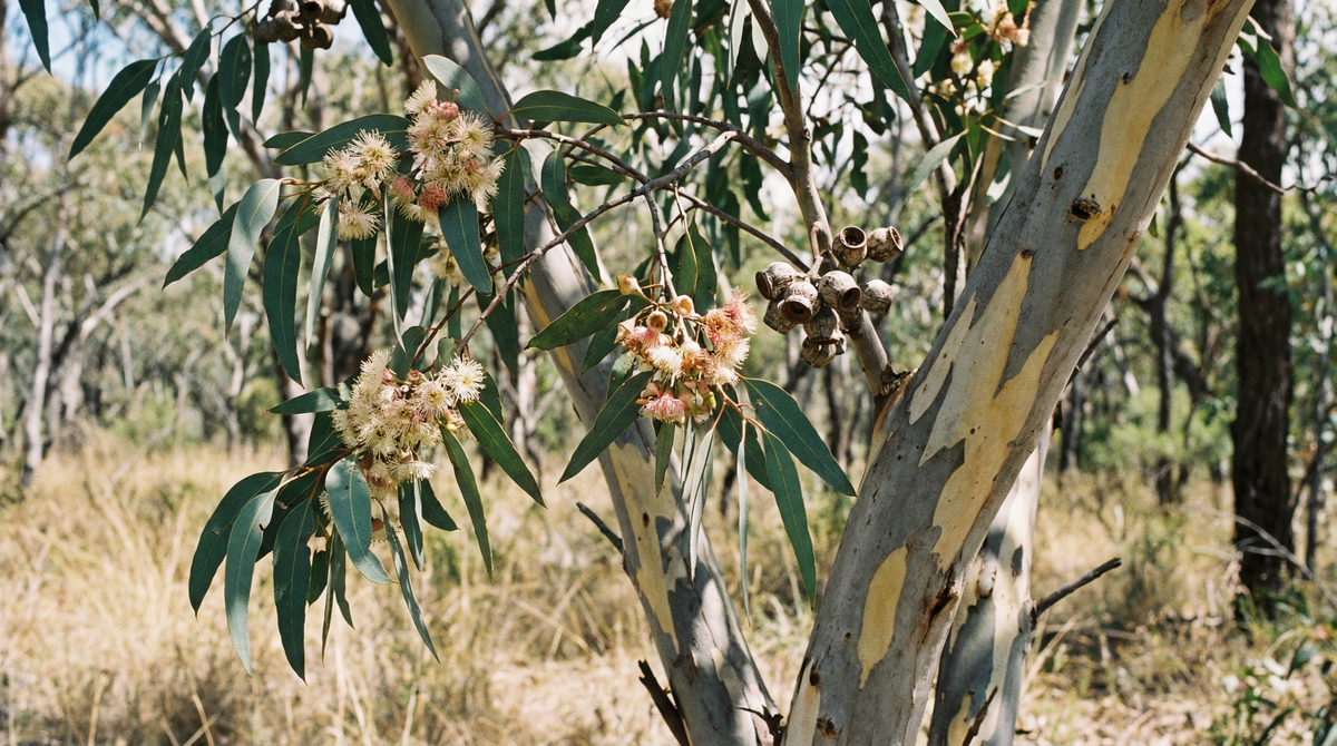 Eucalyptus