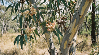 Eucalyptus