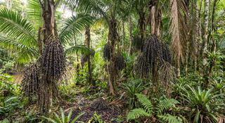Acai Palm