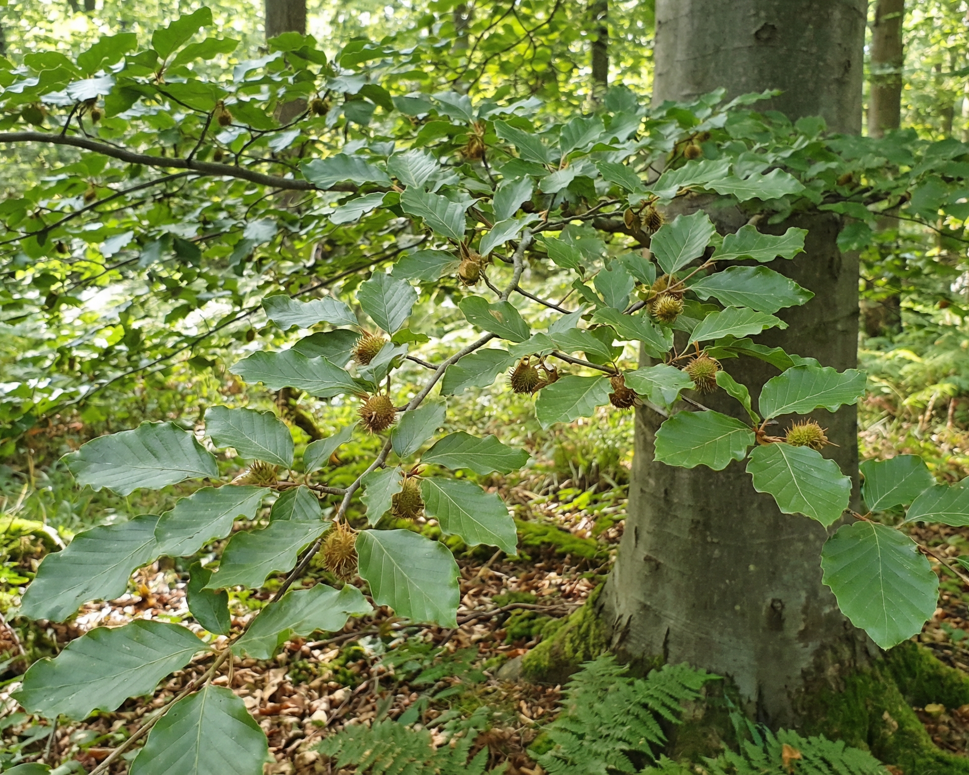 Beech