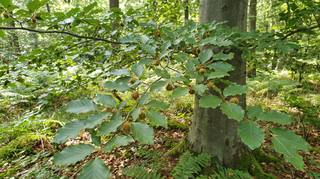 Beech