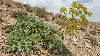 Asafoetida