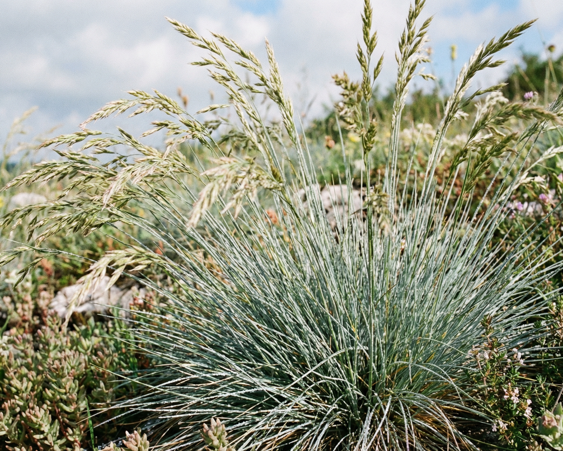 Fescue