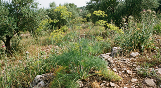 Fennel