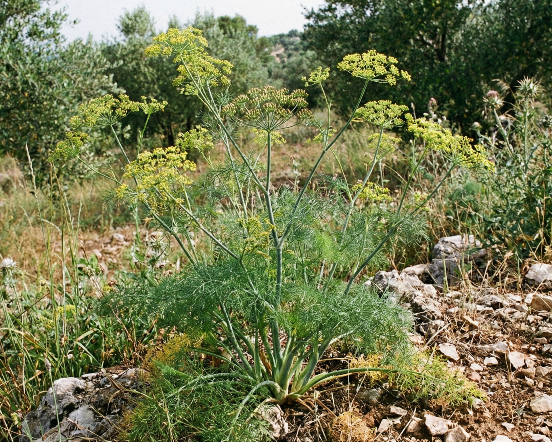 Fennel
