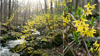 Forsythia