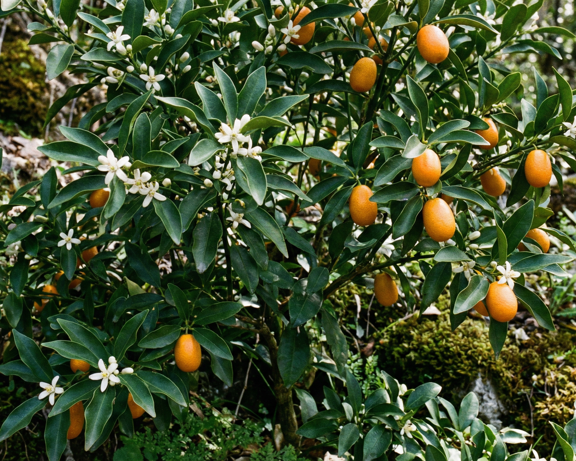 Kumquat