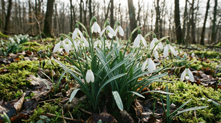 Snowdrop