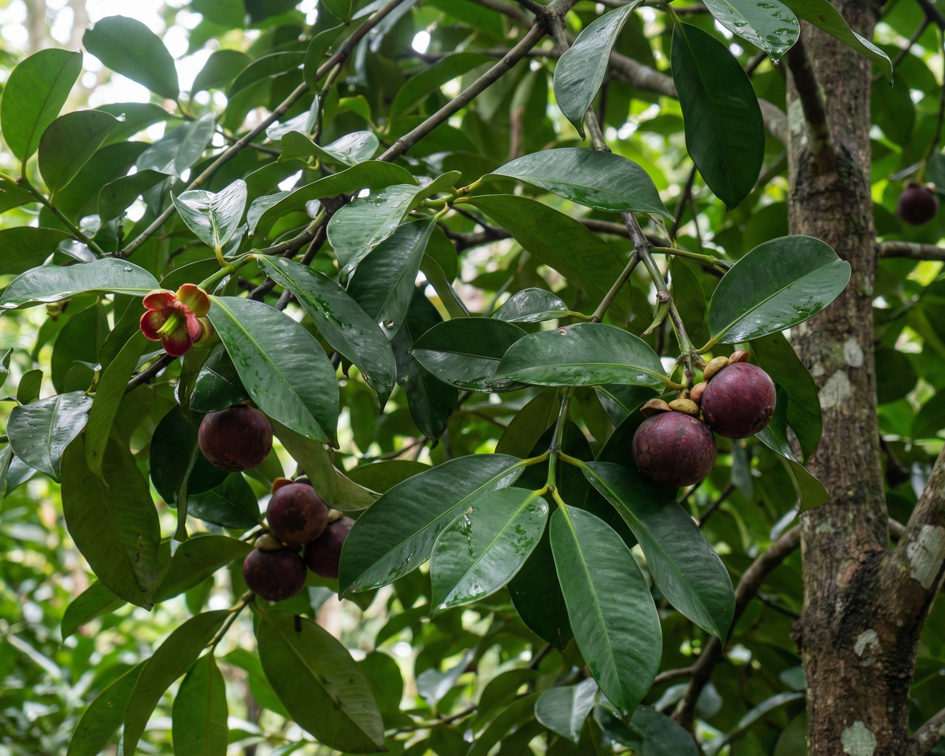 Mangosteen