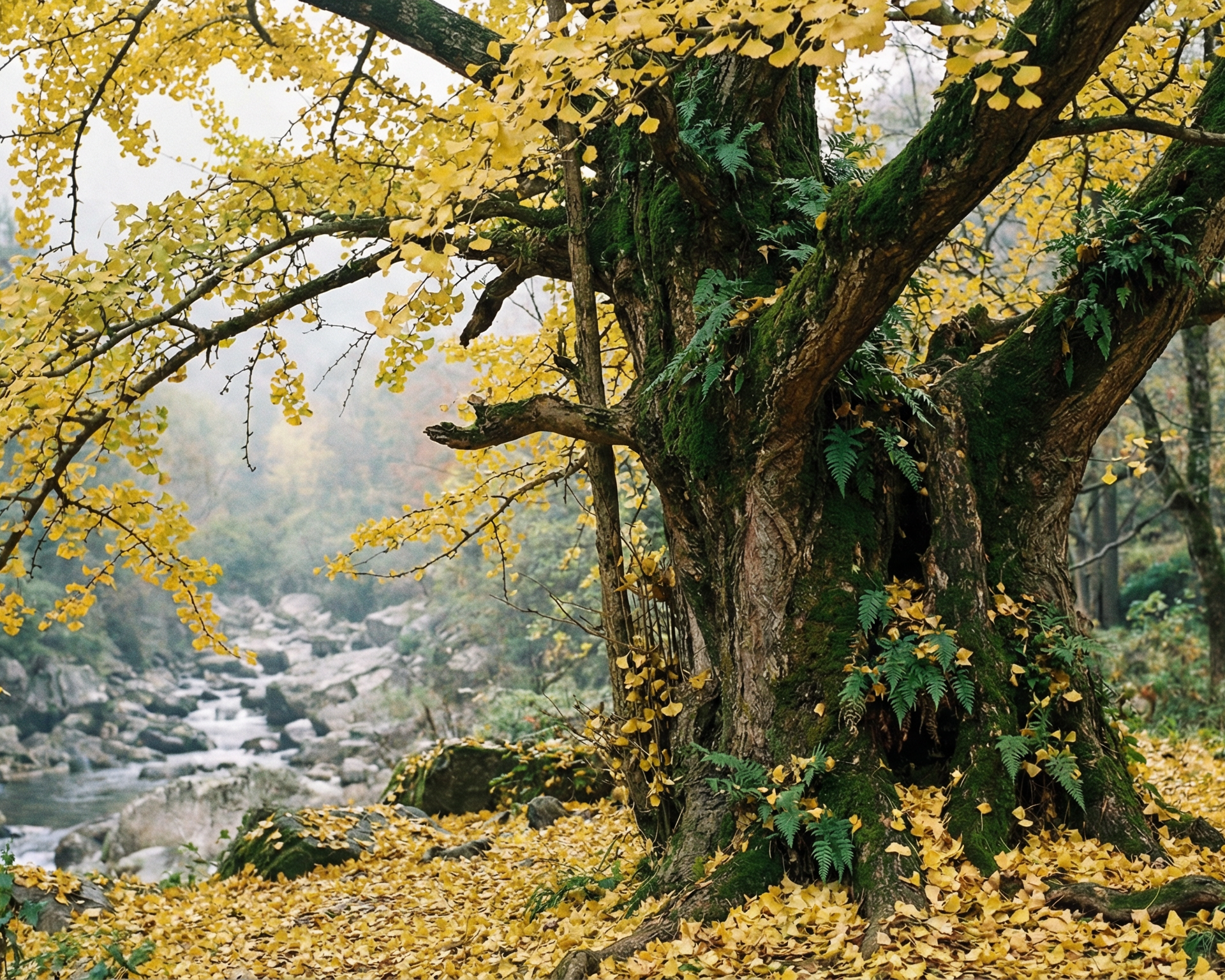 Ginkgo (maidenhair tree)