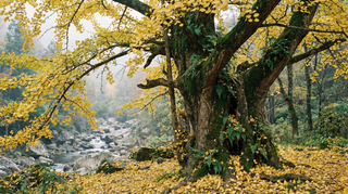 Ginkgo